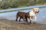LABRADOR 160